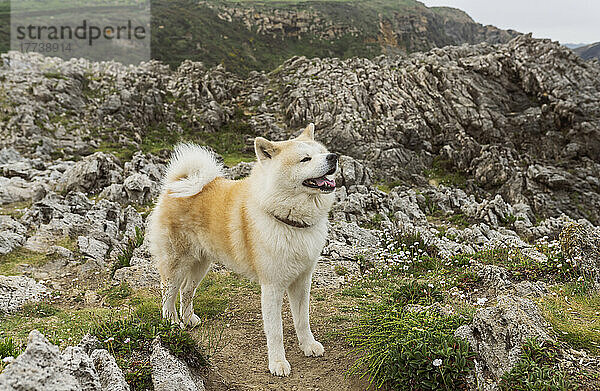 Shiba Inu Hund steht vor Felsen