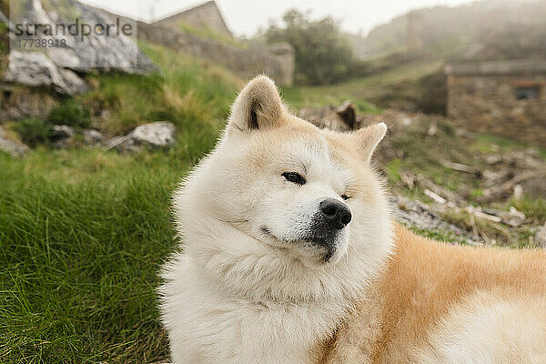 Shiba Inu Hund sitzt auf Gras