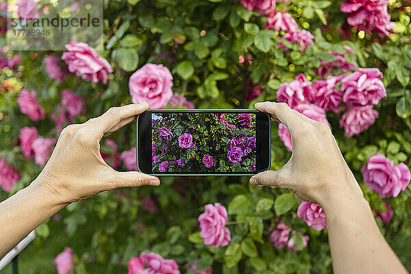 Hände einer Frau  die rosa Rosen per Mobiltelefon fotografiert