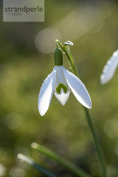 Schneeglöckchen (Galanthus nivalis) blüht im Frühling