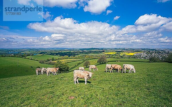 Stiere auf Devon-Feldern und -Wiesen aus einer Drohne  Englisches Dorf  England  Großbritannien  Europa