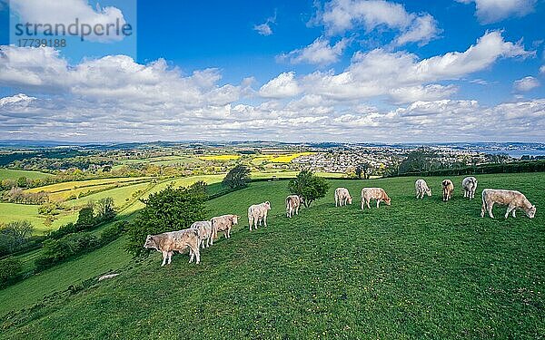 Stiere auf Devon Feldern und -Wiesen aus einer Drohne  Englisches Dorf  England  Großbritannien  Europa