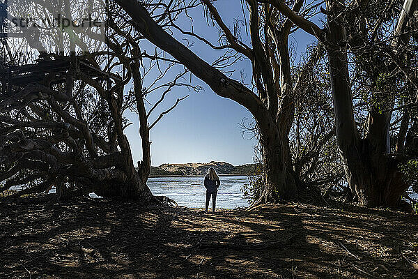 USA  Kalifornien  Los Osos  Rückansicht einer Frau  die zwischen Eukalyptusbäumen steht und auf Morro Bay blickt