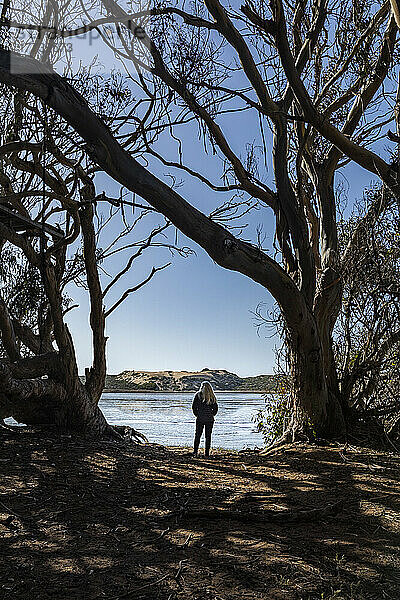 USA  Kalifornien  Los Osos  Rückansicht einer Frau  die zwischen Eukalyptusbäumen steht und auf die Morro Bay blickt