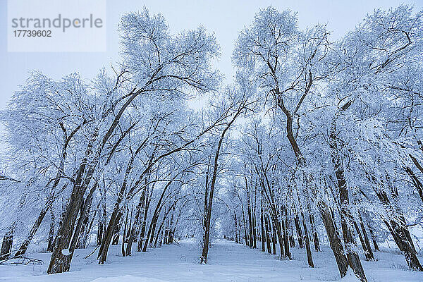 USA  Idaho  Bellevue  kahle Bäume mit Frost bedeckt