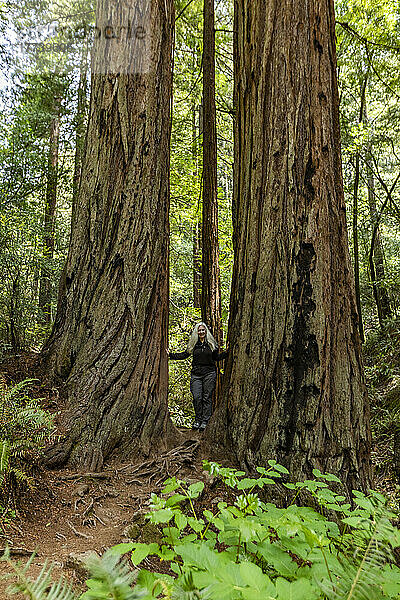 USA  Kalifornien  Mill Valley  Seniorin wandert durch Redwood-Wald in der Nähe von Mt. Tamalpais