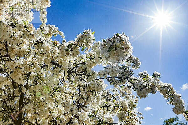 Kirschblüte vor sonnigem Himmel