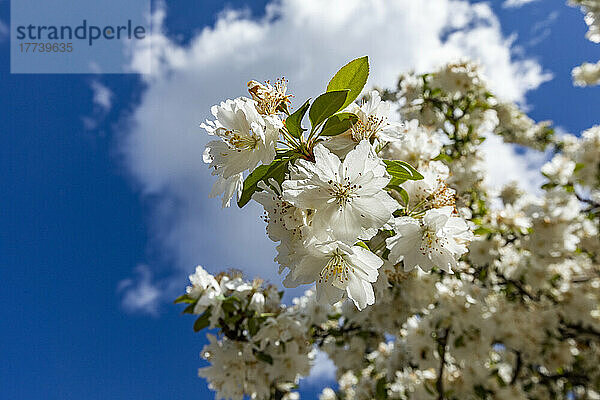 Kirschblüte vor sonnigem Himmel