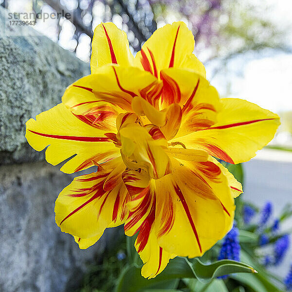 Nahaufnahme einer gelben und roten Tulpe