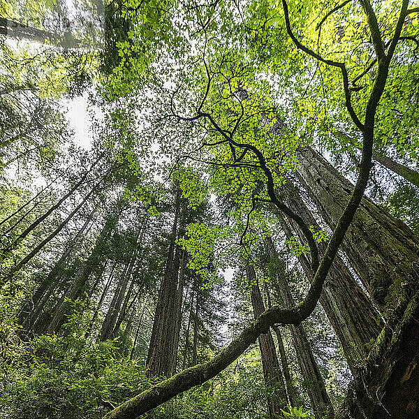 USA  Kalifornien  Mill Valley  Redwood-Bäume im Wald