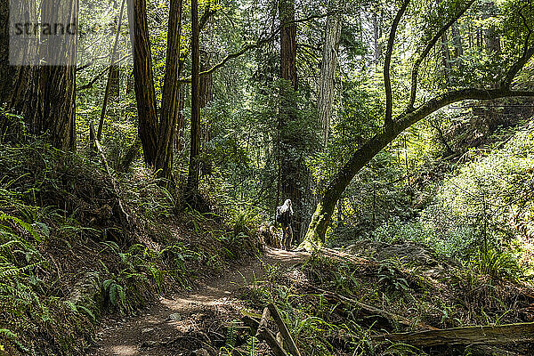 USA  Kalifornien  Mill Valley  Seniorin wandert durch Redwood-Wald in der Nähe von Mt Tamalpais