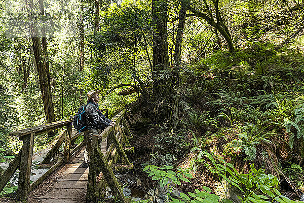 USA  Kalifornien  Mill Valley  älterer Mann wandert durch den Redwood-Wald in der Nähe des Mt Tamalpais