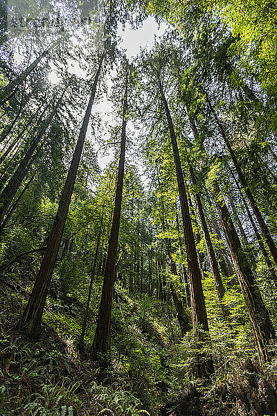 USA  Kalifornien  Mill Valley  Redwood-Bäume im Wald