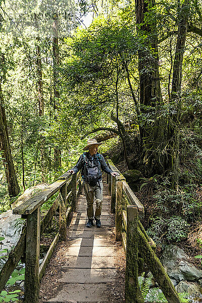 USA  Kalifornien  Mill Valley  älterer Mann wandert durch den Redwood-Wald in der Nähe des Mt Tamalpais