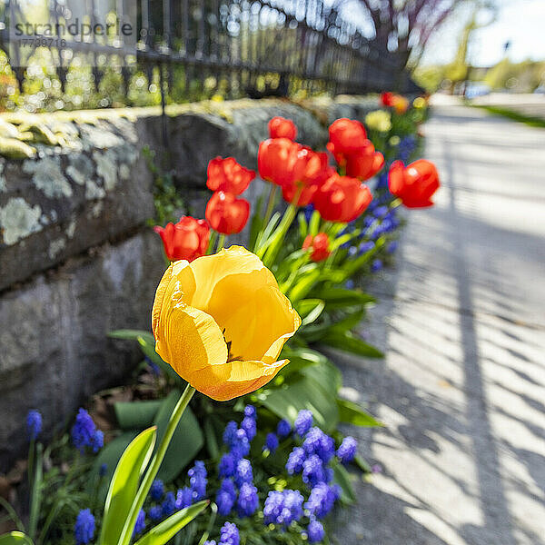 Bunte Tulpen am Gehweg