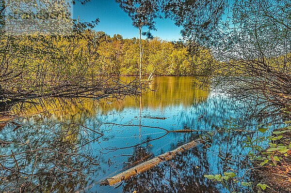 Spiegelung der Bäume auf einer kleinen Insel im Wasser vom Altwarmbüchener See im Frühling bei blauen Himmel  Altwarmbüchen  Niedersachsen  Deutschland  Europa