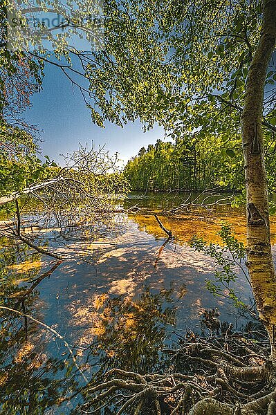 Spiegelung im Wasser vom Altwarmbüchener See bei blauen Himmel im Frühling  Altwarmbüchen  Niedersachsen  Deutschland  Europa