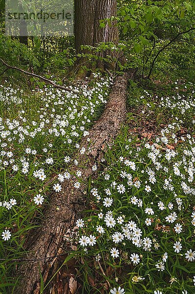 Große Sternmiere (Stellaria holostea) wächst im Wald vom Benther Berg in der Region Hannover. Ein großer Baumstamm liegt zwischen den weißen Blüten  Benthe  Niedersachsen  Hannover