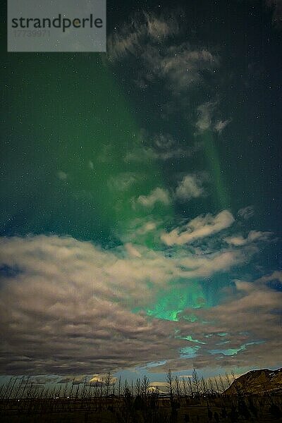 Aurora Borealis  Nordlicht  Island  Europa