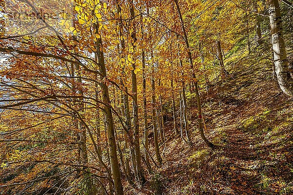Laubwald im Herbst  bei Scharnitz  Bayern  Deutschland  Europa