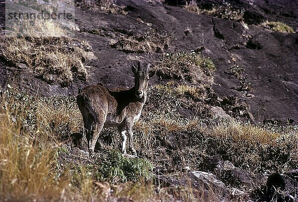 Nilgiri Nilgiri-Tahr (Nilgiritragus hylocrius) in Rajamalai  Munnar  Kerala  Indien  Asien