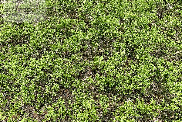 Frische Blätter der Heidelbeerpflanzen (Vaccinium myrtillus) im Mai  Bayern  Deutschland  Europa
