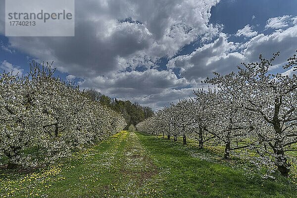 Blühende Kirschplantage (Prunus avium)  Franken  Bayern  Deutschland  Europa