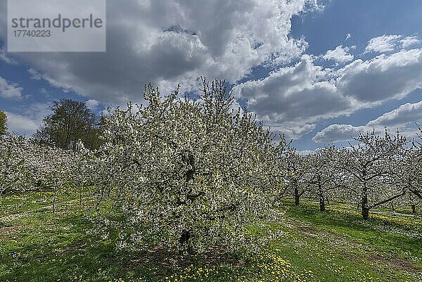 Blühende Kirschplantage (Prunus avium)  Franken  Bayern  Deutschland  Europa