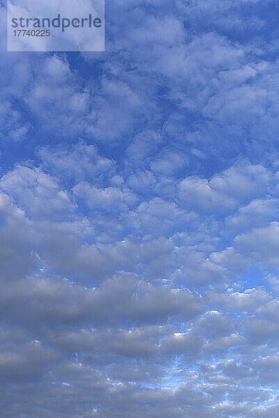 Große Schäfchenwolken (Altocumulus)  Bayern  Deutschland  Europa