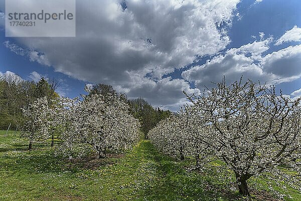 Blühende Kirschplantage (Prunus avium)  Franken  Bayern  Deutschland  Europa