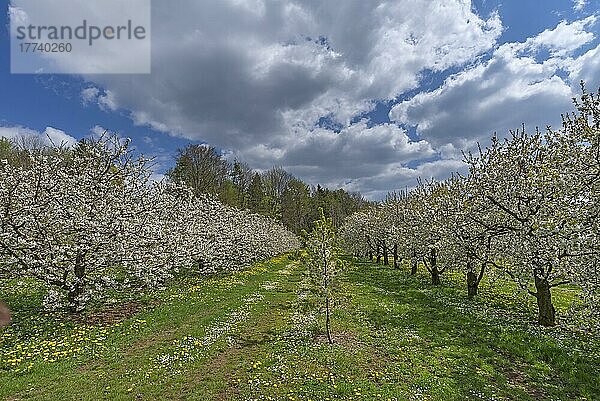 Blühende Kirschplantage (Prunus avium)  Franken  Bayern  Deutschland  Europa