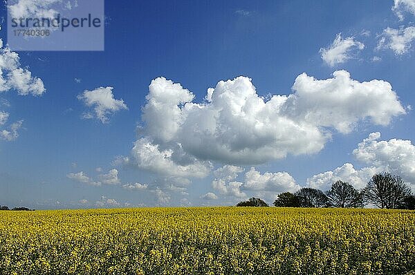 Blühendes Rapsfeld (Brassica napus)  Othenstorf  Mecklenburg-Vorpommern  Deutschland  Europa