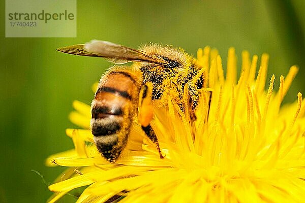 Detailaufnahme einer europäischen  Honigbiene (Apis Mellifera)  bedeckt mit Pollen auf einer gelben Löwenzahnblüte. Selektiver Fokus