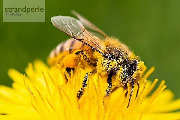 Detailaufnahme einer europäischen  Honigbiene (Apis Mellifera)  bedeckt mit Pollen auf einer gelben Löwenzahnblüte. Selektiver Fokus