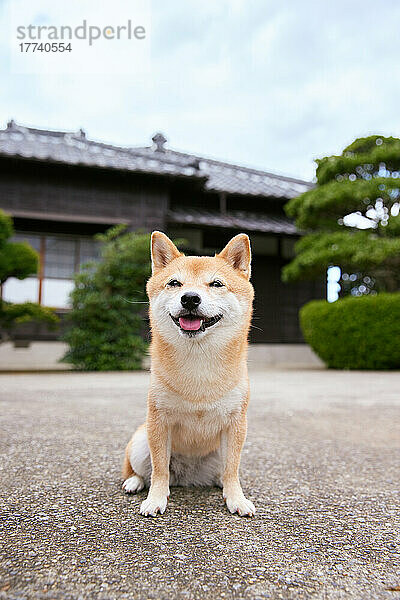 Shiba Inu Hund in einem Garten