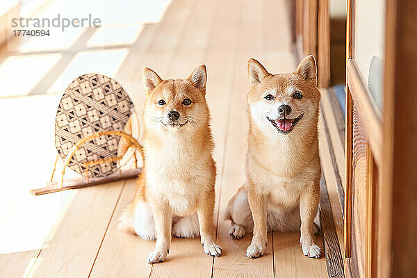 Shiba-Inu-Hunde im traditionellen japanischen Haus