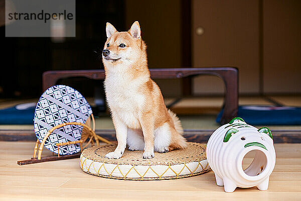 Shiba Inu Hund im traditionellen japanischen Haus