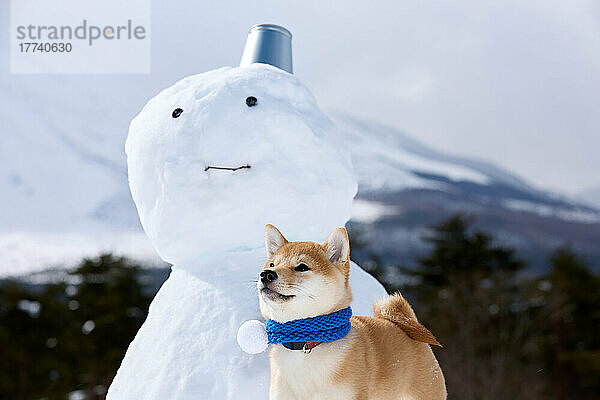 Shiba inu dog in the snow