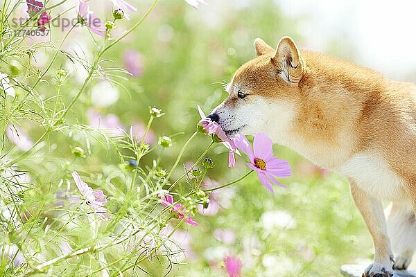 Shiba inu dog in a flower field