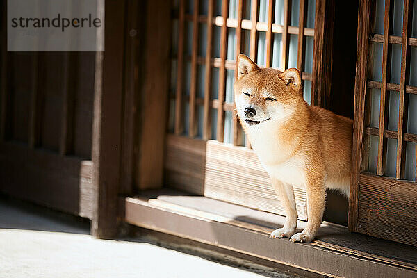 Shiba inu dog in traditional Japanese house