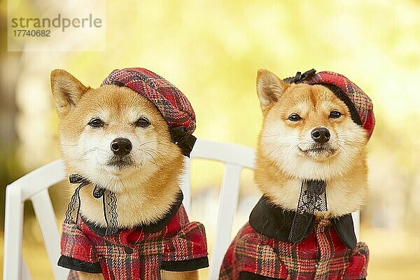 Shiba-Inu-Hunde mit Herbstblättern