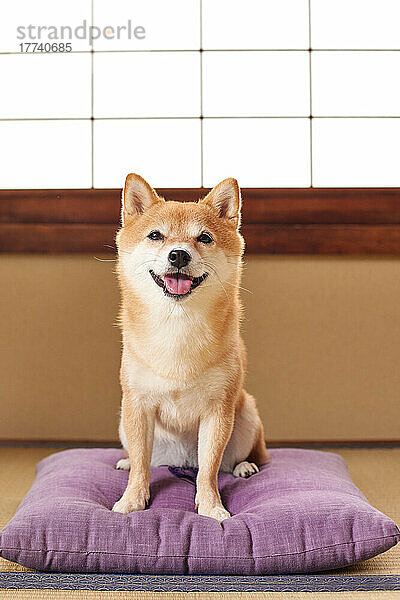 Shiba Inu Hund im traditionellen japanischen Haus