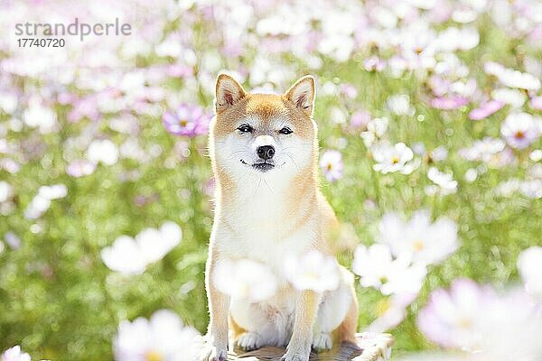 Shiba Inu Hund in einem Blumenfeld