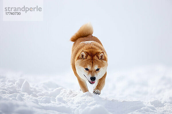 Shiba inu dog in the snow