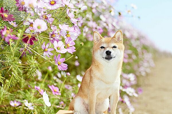 Shiba Inu Hund in einem Blumenfeld