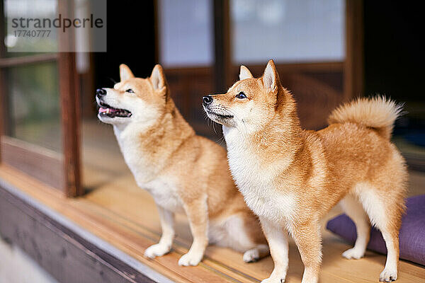 Shiba-Inu-Hunde im traditionellen japanischen Haus