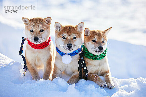 Shiba inu dogs in the snow