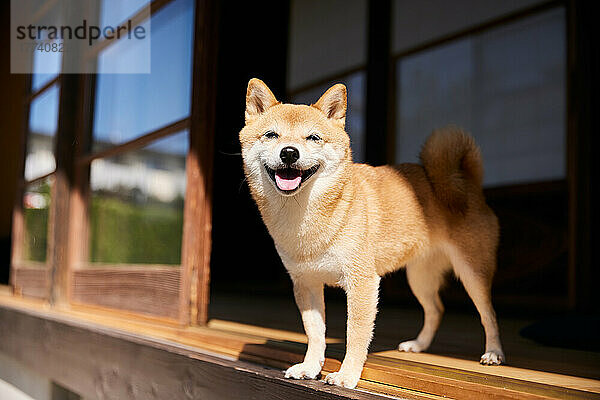 Shiba inu dog in traditional Japanese house