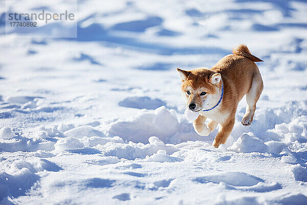 Shiba Inu Hund im Schnee