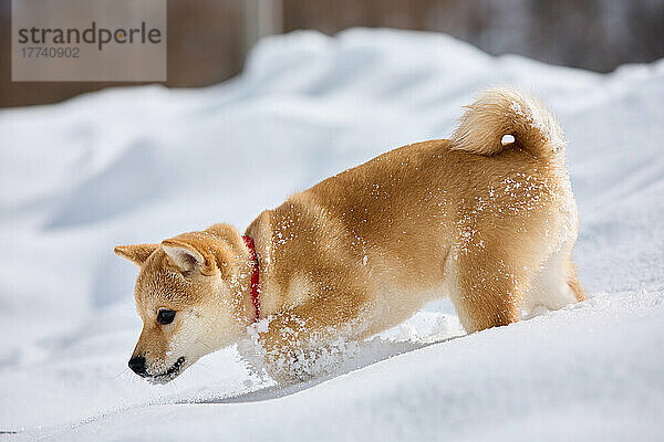 Shiba Inu Hund im Schnee